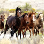 A herd of wild horses running.
