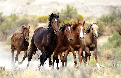 Una manada de caballos salvajes corriendo.
