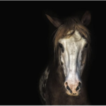 Les chevaux sont-ils daltoniens ?