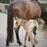 cascos de cavalo bebê