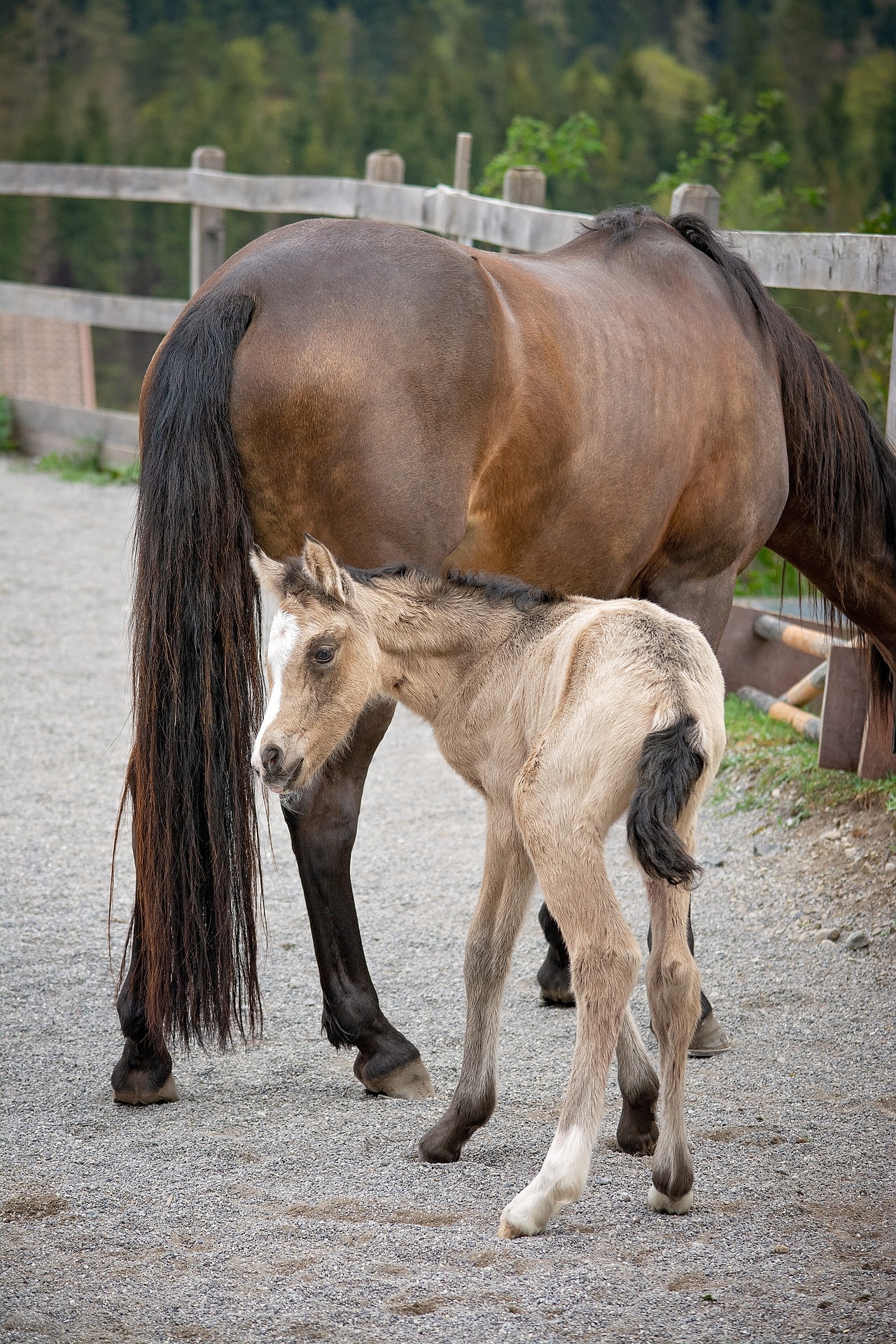 cascos de cavalo bebê