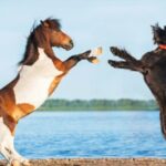 ¿Son los caballos más inteligentes que los perros?