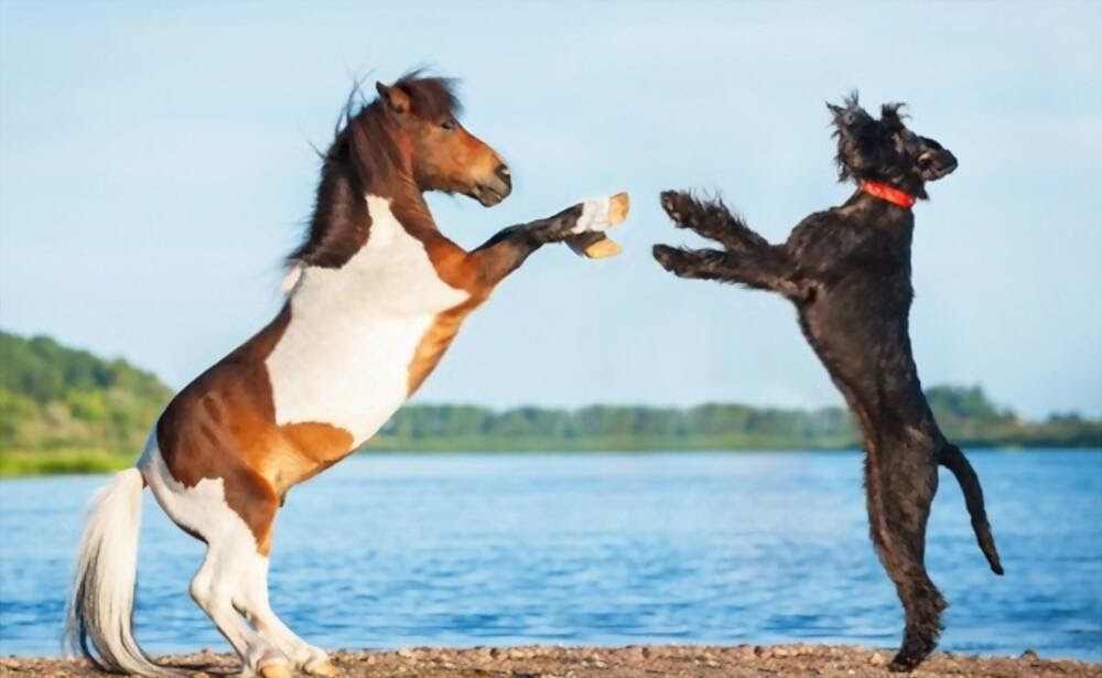 ¿Son los caballos más inteligentes que los perros?