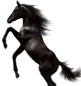 Zwart-paarden