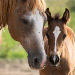 Nervous Horse Behavior