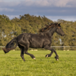 Колко бързо може да тича кон с ездач
