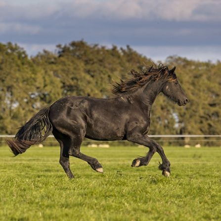 एक सवार के साथ एक घोड़ा कितनी तेजी से दौड़ सकता है