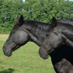 Koń fryzyjski kontra koń fryzyjski koń arabski