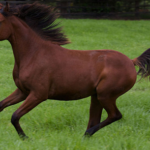 Wie weit kann ein arabisches pferd laufen