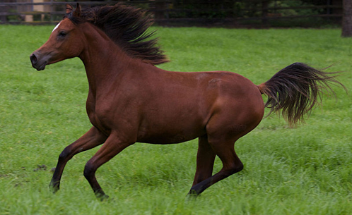 ¿Hasta dónde puede correr un caballo árabe?
