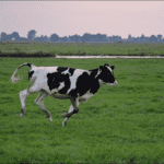 Quão rápido uma vaca pode correr
