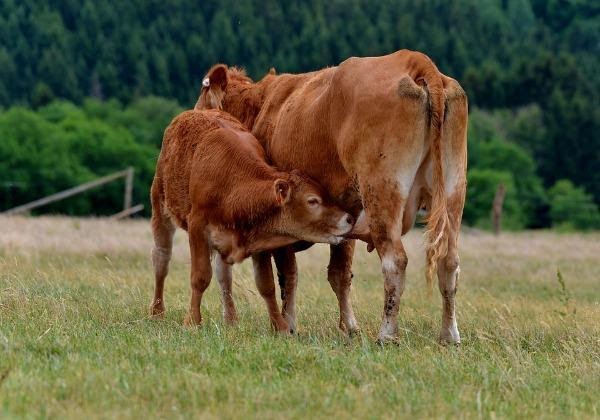 Can Heifers Produce Milk