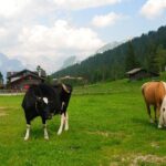 Lapte de cal vs. Lapte de vacă
