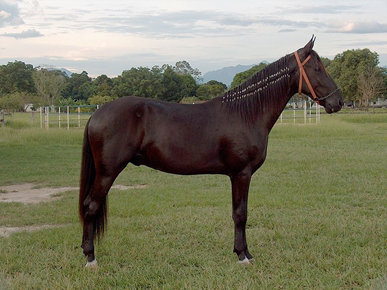 Zwart kastanje paard