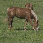 Cavalo Castanho Linho