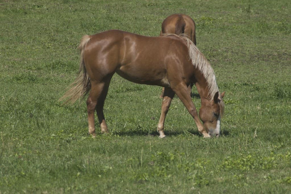 Vlas kastanje paard