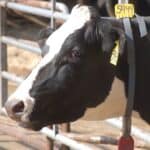 Holstein-kenmerken