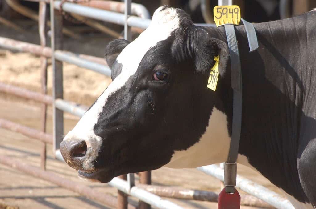 Χαρακτηριστικά Holstein