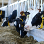 ¿Cuánto tiempo producen leche las vacas?