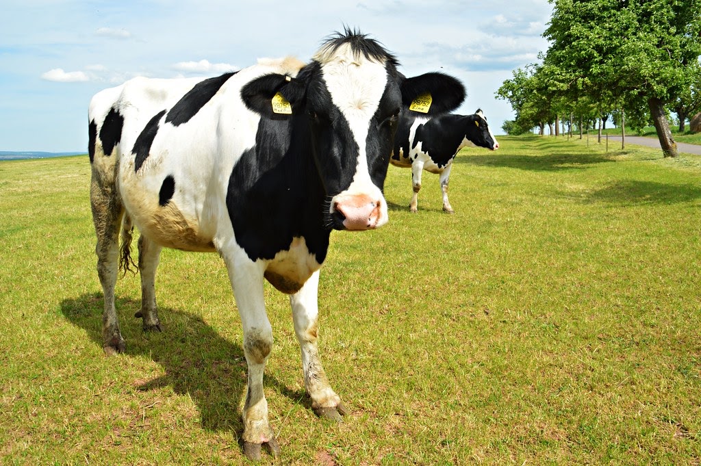 Vacas negras con manchas blancas