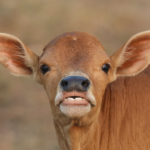 Vacile au dinții de sus?