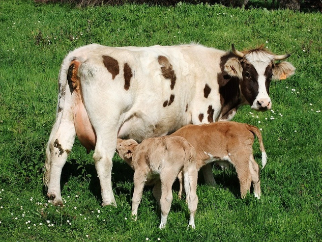 How Many Calves Can a Cow Have