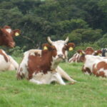 Vaca Guernsey Vs. Holstein