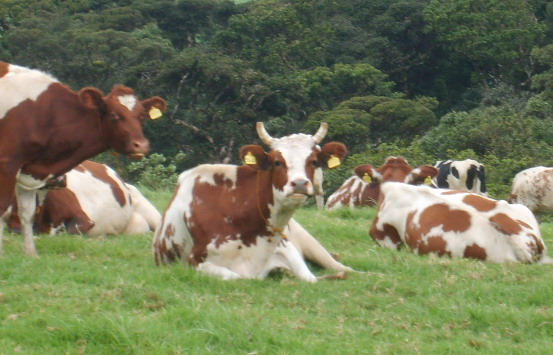 Guernsey Cow Vs. Holstein