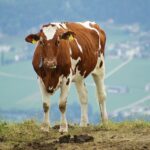 Características del ganado Ayrshire