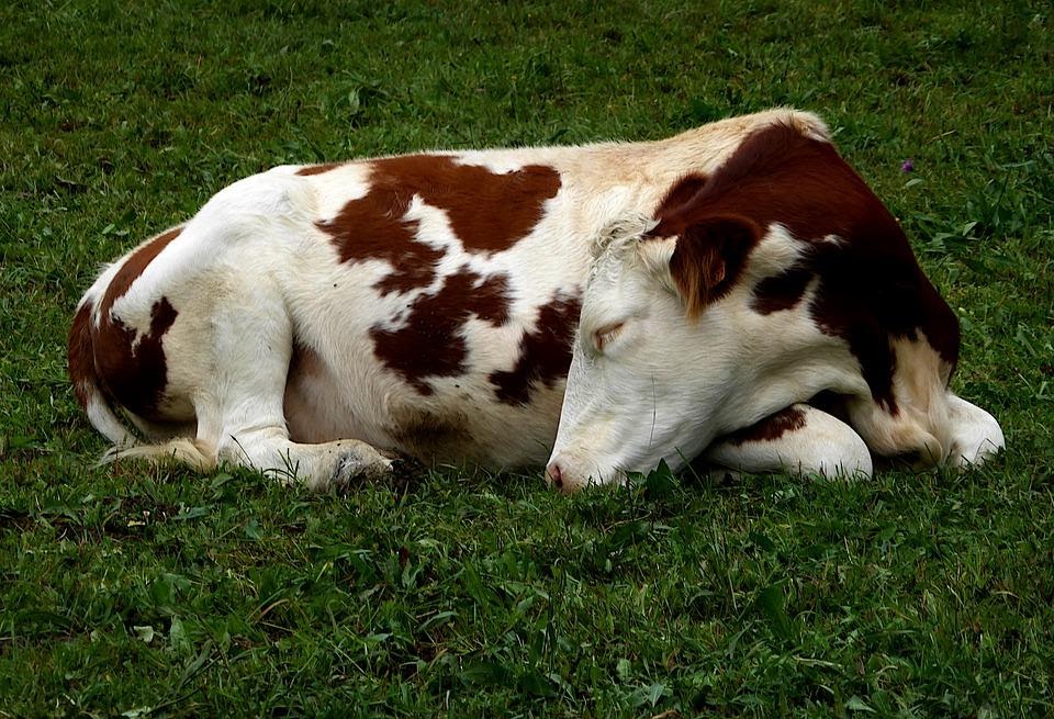 Le mucche dormono