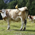 Колко живеят кравите