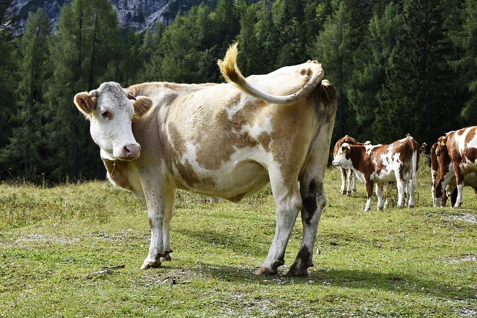 Cât trăiesc vacile