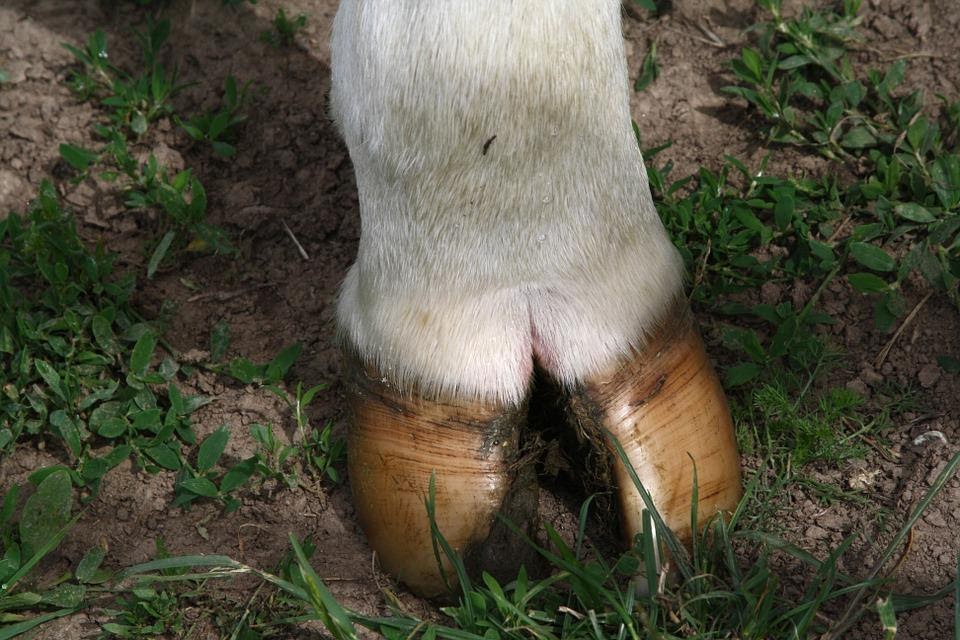 Le mucche hanno gli zoccoli