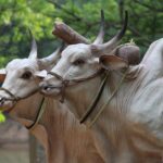 Brahman Cattle Characteristics
