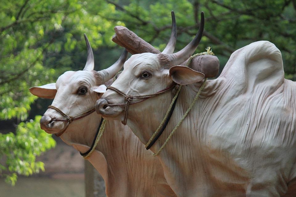 Caractéristiques des bovins Brahman