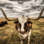Características do gado Texas Longhorn
