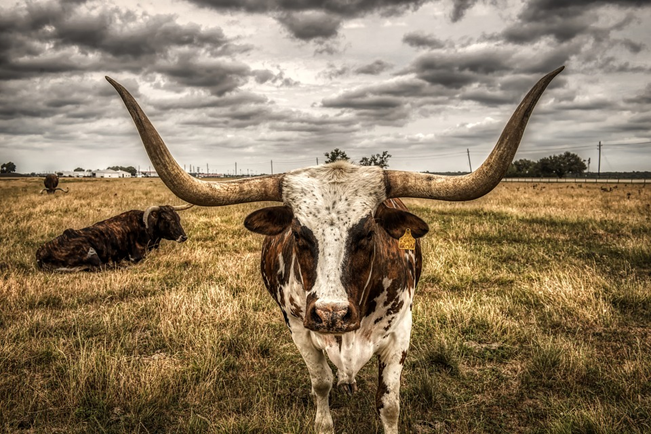 Características del ganado de cuernos largos de Texas
