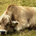 गाय कैसे सोती हैं