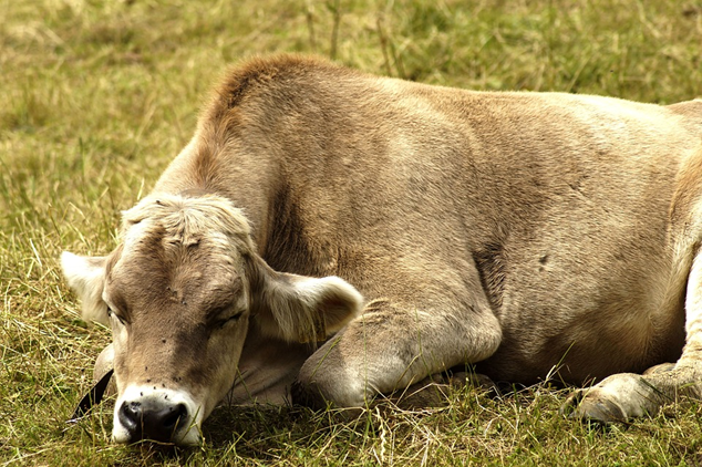 Comment les vaches dorment
