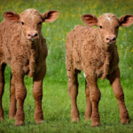 Czy krowa może mieć bliźniaki