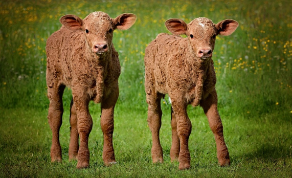 Uma vaca pode ter gêmeos
