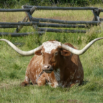 Bydło rasy Texas Longhorn