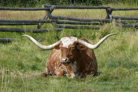 Bovine Texas Longhorn