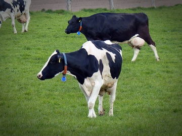 Πόσες αγελάδες γαλακτοπαραγωγής