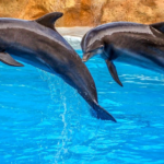 Czy Rekiny Boją Się Delfinów