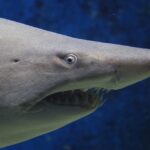 I denti di squalo ricrescono