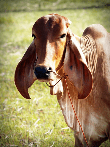 Nachteile von Brahman-Rindern