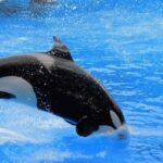 How Long Do Killer Whales Live in the Wild