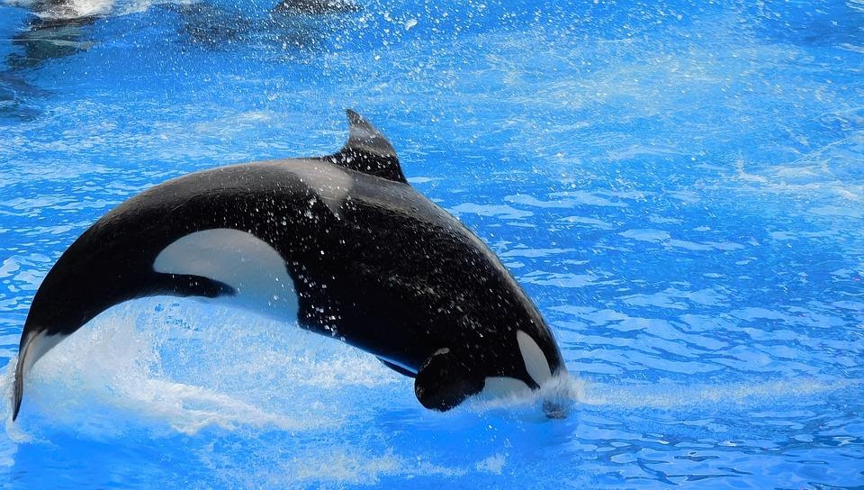 How Long Do Killer Whales Live in the Wild
