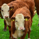 Характеристики на говеда Херефорд